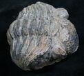 Bargain Enrolled Drotops Trilobite - Around #7951-1